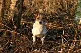 JACK RUSSEL 382